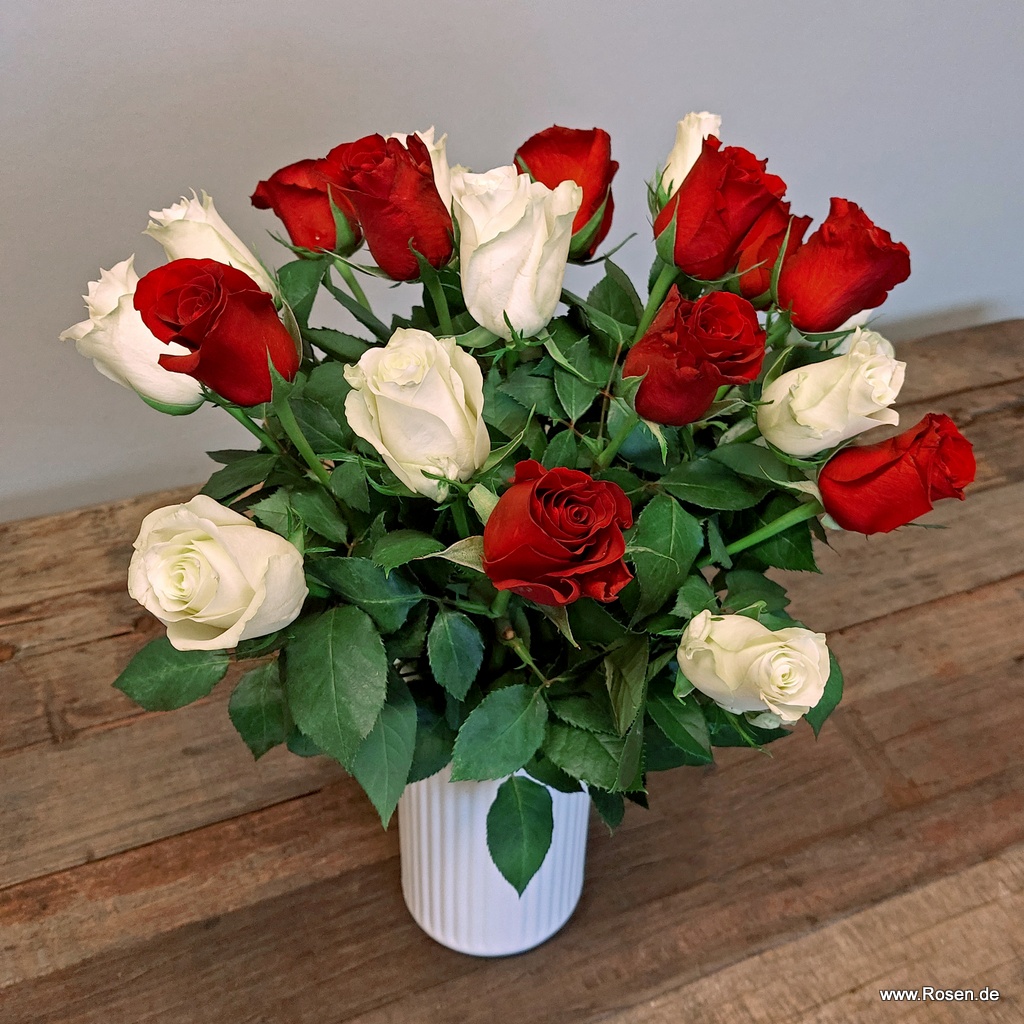 Schnittrosen - Mix rot/weiß