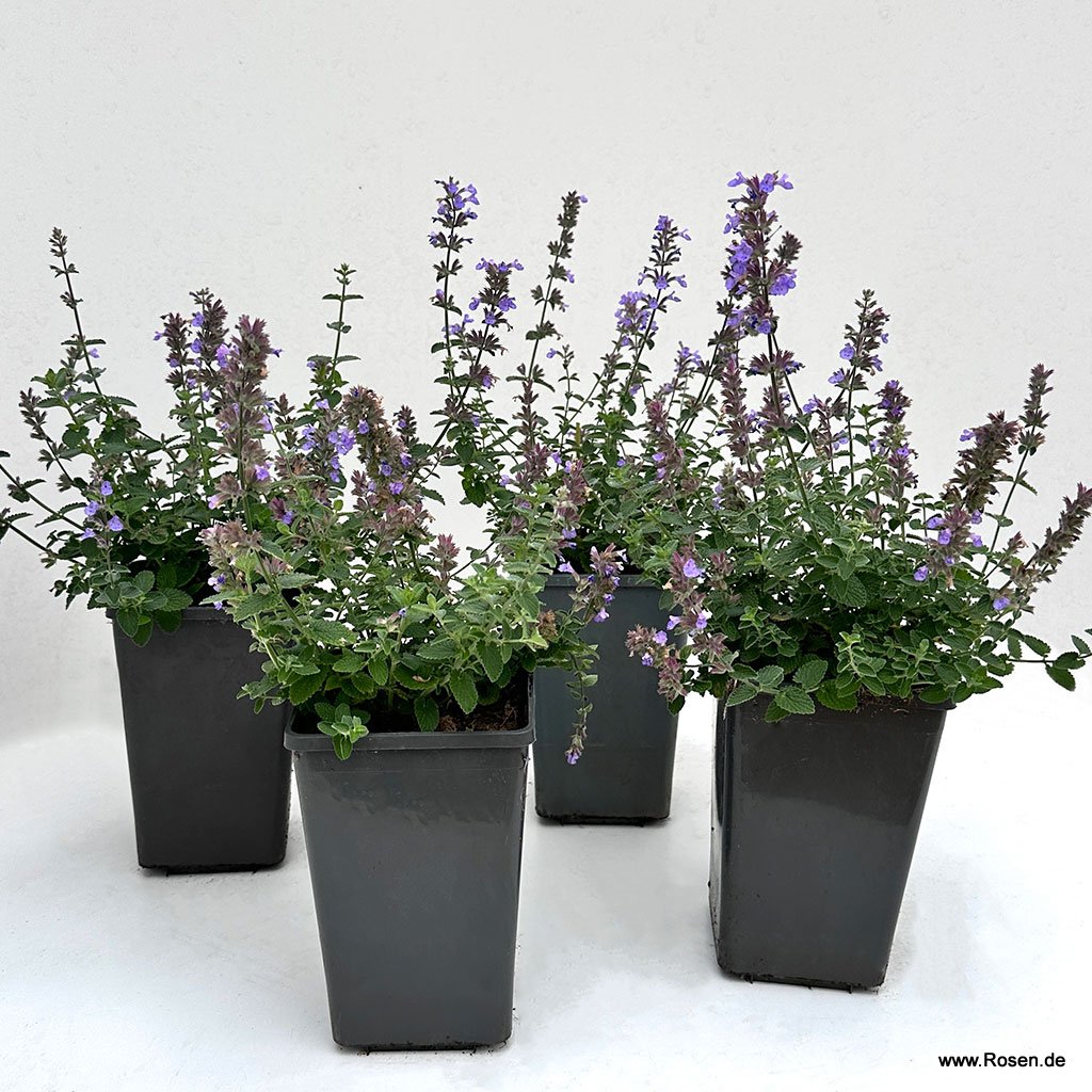 4er-Set Katzenminze ‘Cat’s Pajamas Blue‘