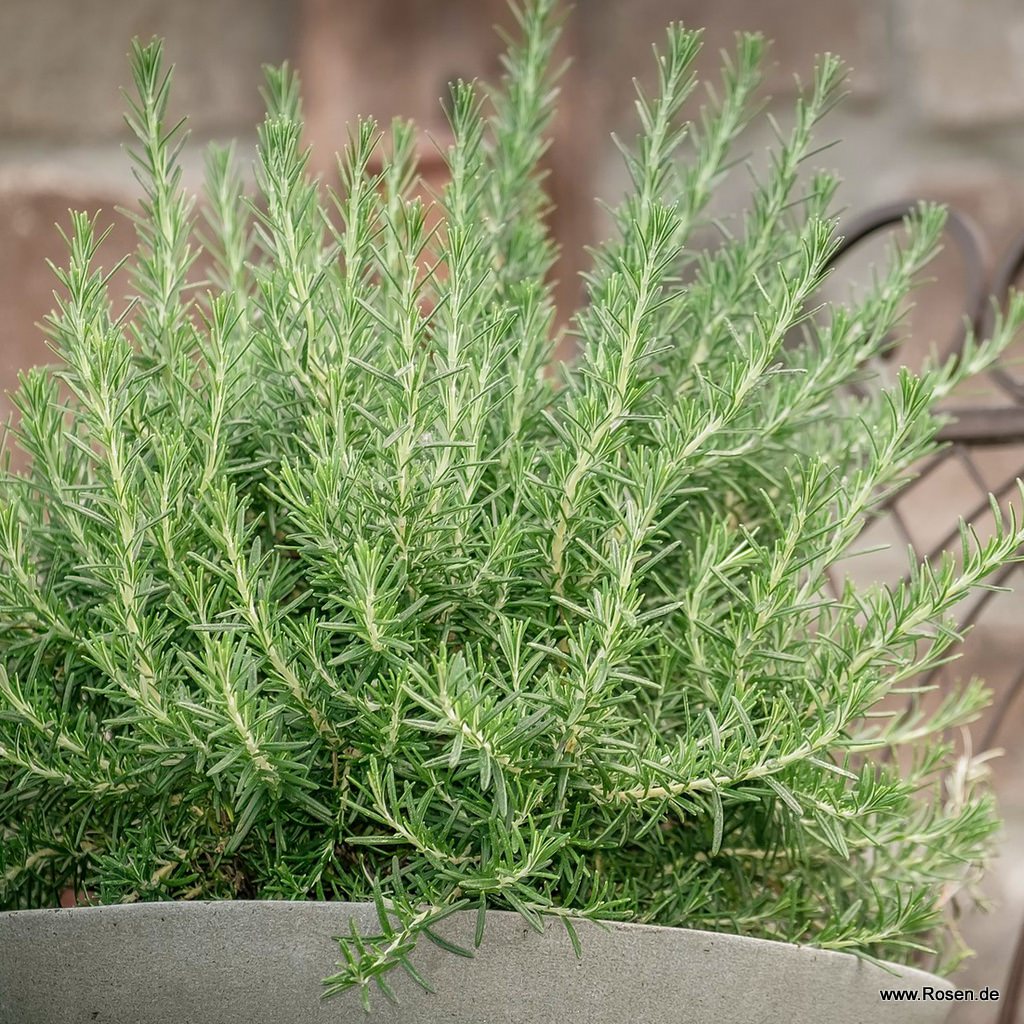Rosmarin
