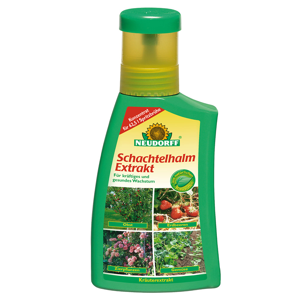 Schachtelhalm Extrakt