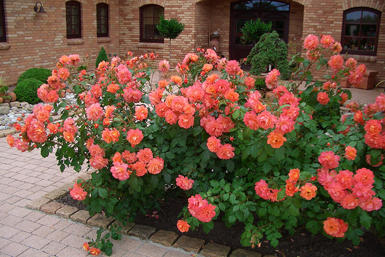 Strauchrosen Kordes Rosen