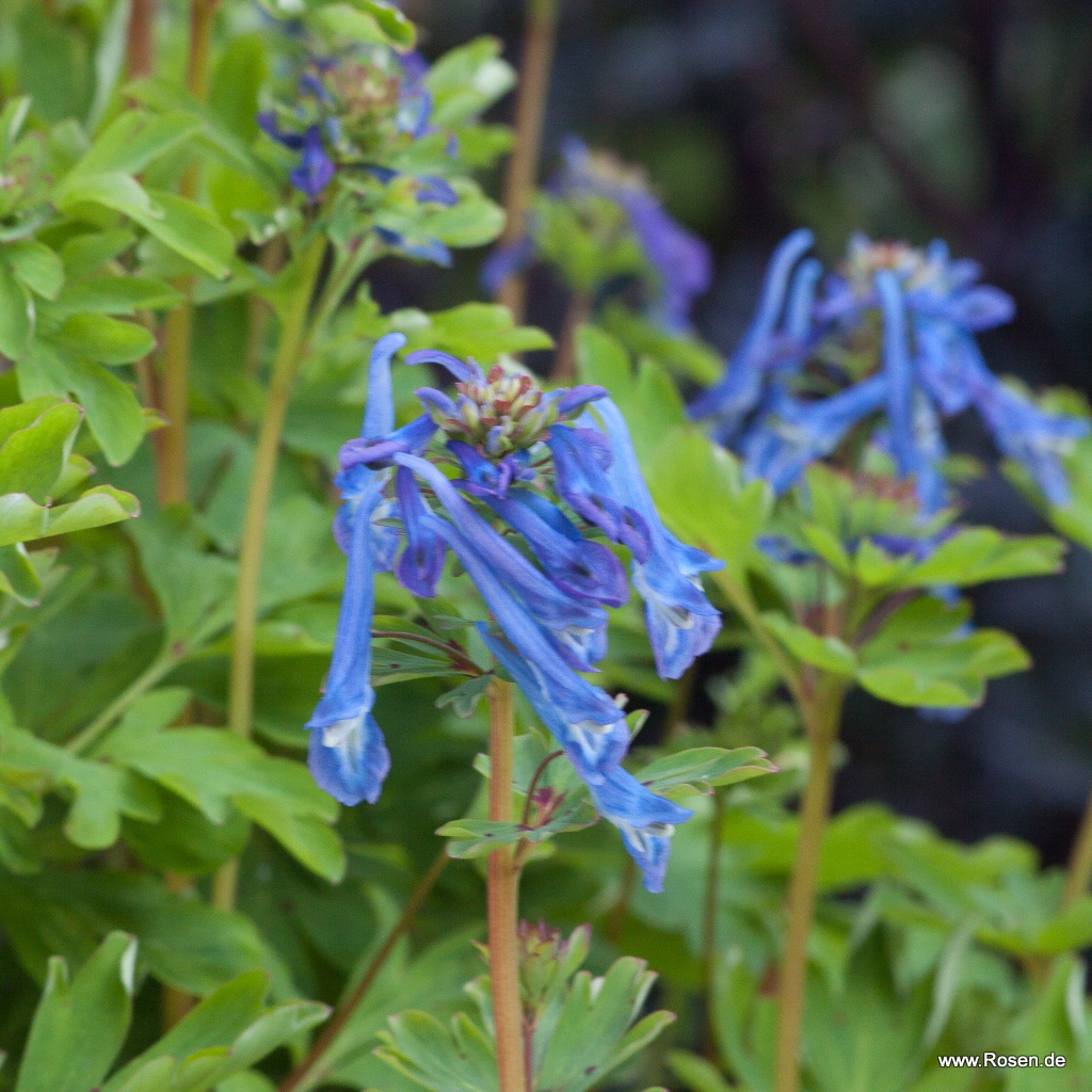 Blauer Lerchensporn 'Spinners'