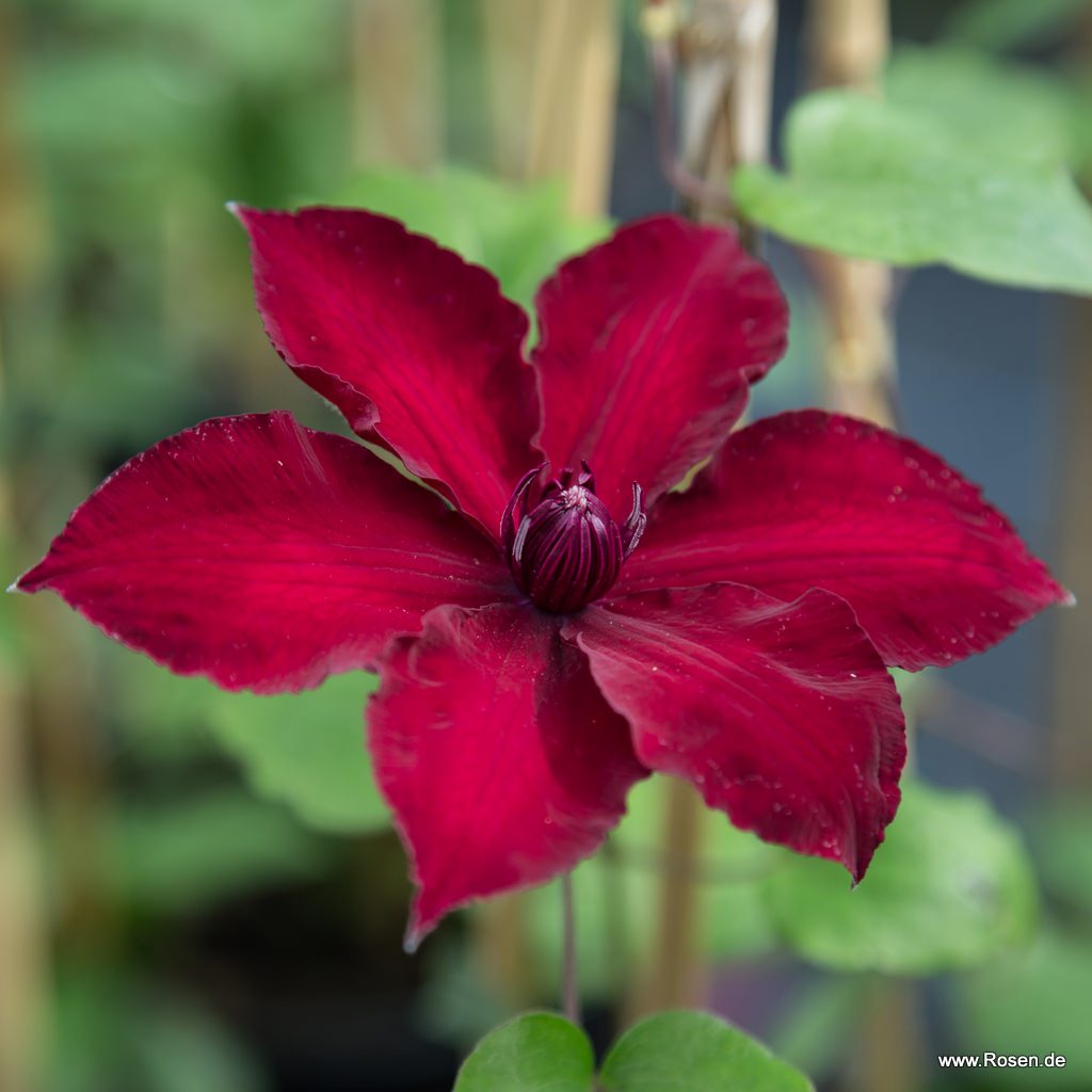 Artikelbild 1 des Artikels Clematis 'Nubia™ Evipo079' Clematis 'Nubia™ Evipo079'
