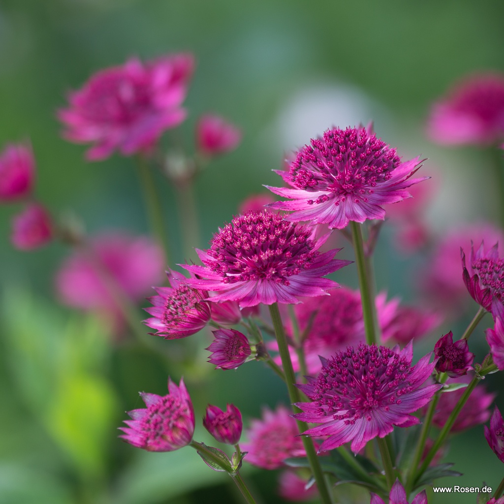 Große Sterndolde 'Venice'