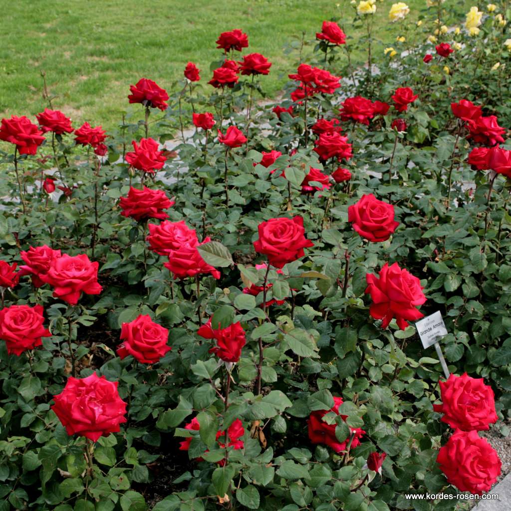 Artikelbild 3 des Artikels Grande Amore®