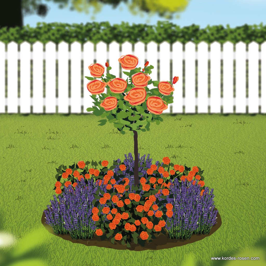 Rundbeet "Schöne vom See"