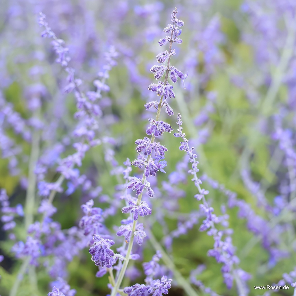Blauraute 'Blue Spire'