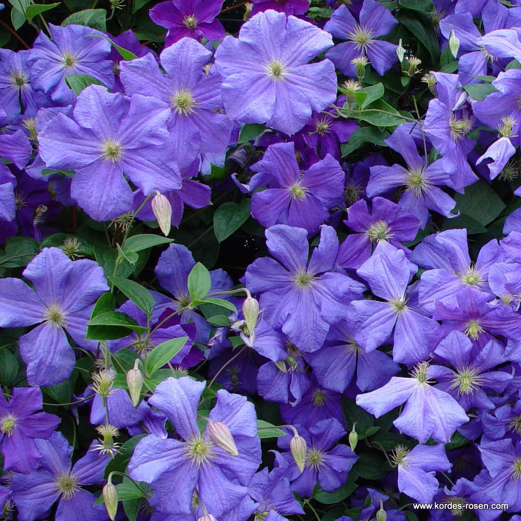 Clematis 'Perle d'Azur'