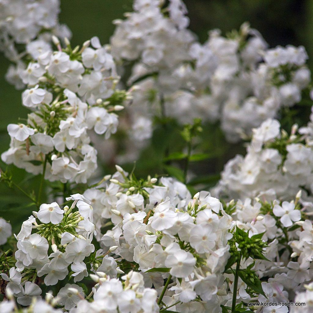 Flammenblume 'Younique White'