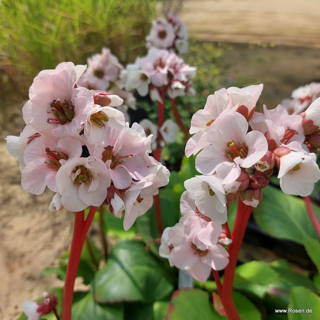 Garten-Bergenie 'Bressingham White'