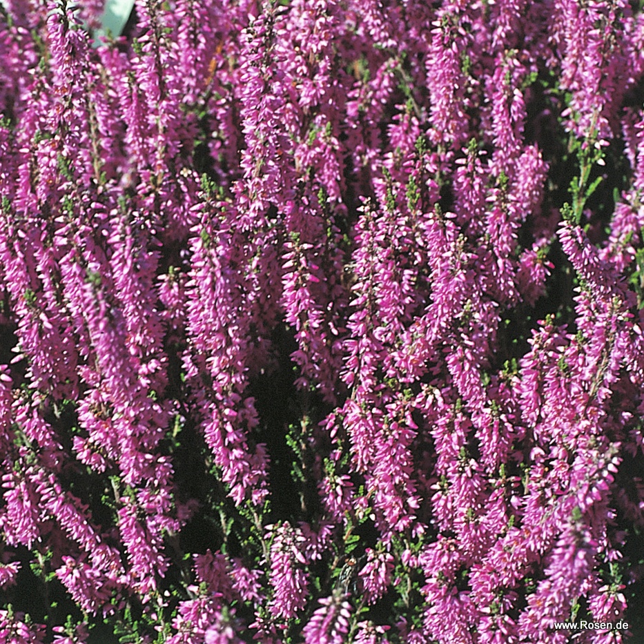 Artikelbild 1 des Artikels Sommerheide 'Heidesinfonie'  Sommerheide 'Heidesinfonie'