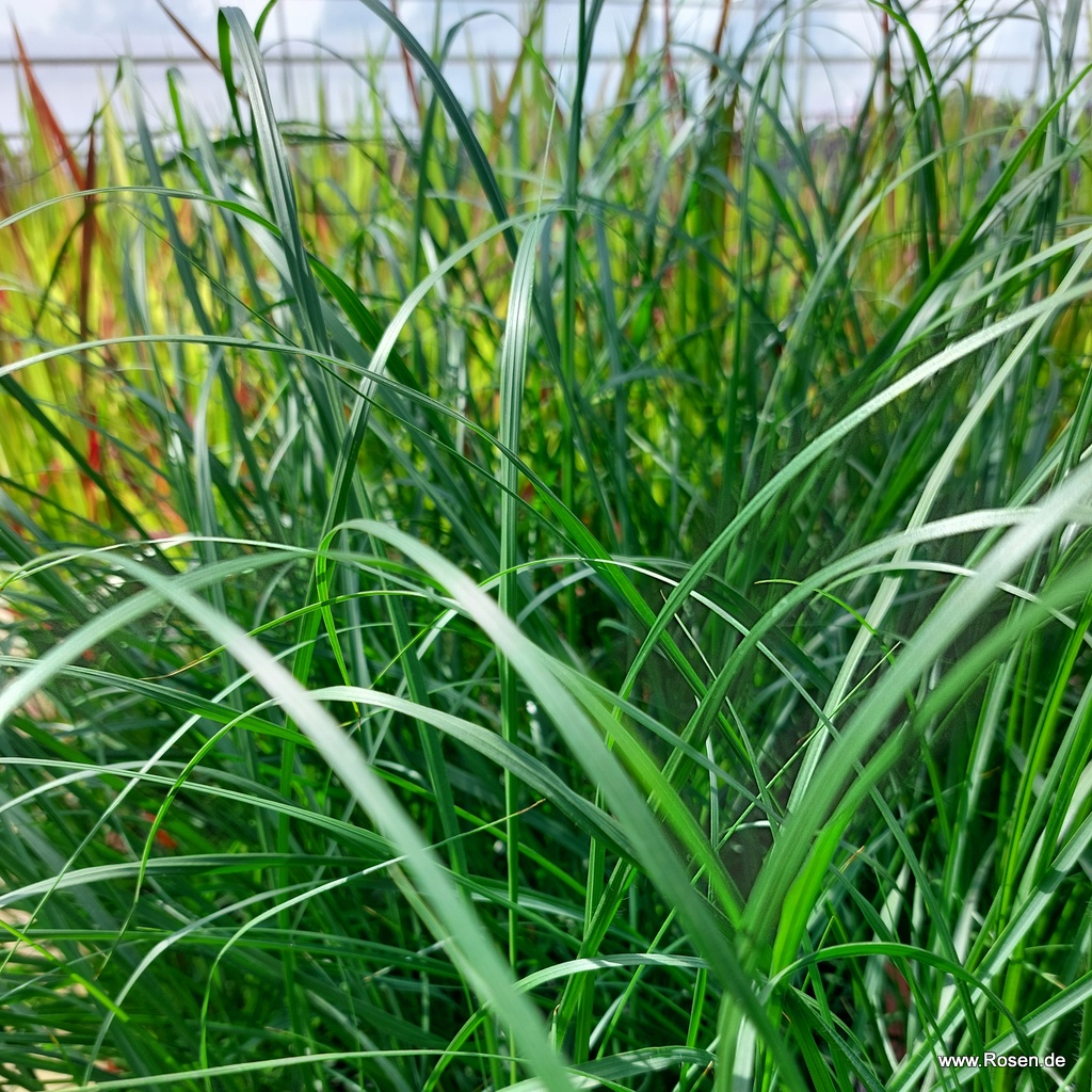 Artikelbild 4 des Artikels Lampenputzergras 'Hameln' 1,5-Liter