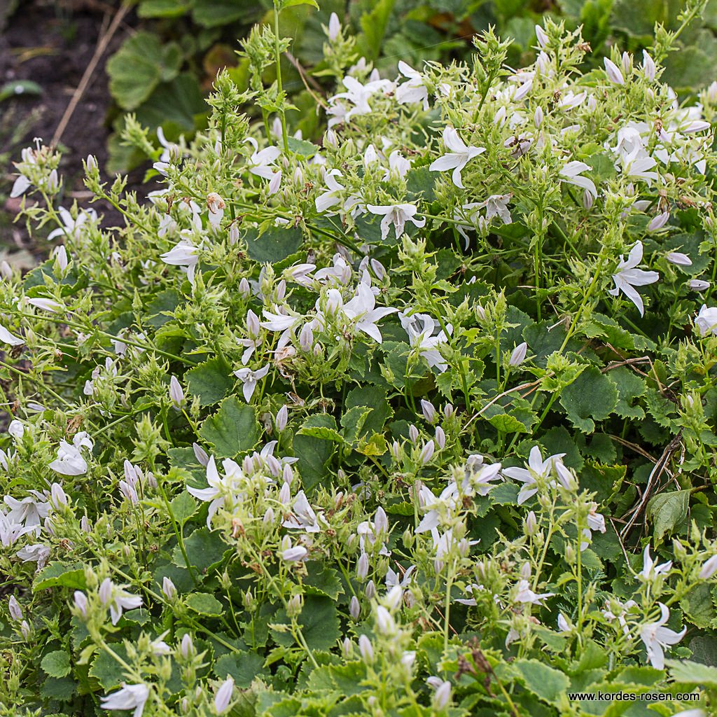 Polster-Glockenblume 'Schneeranke'
