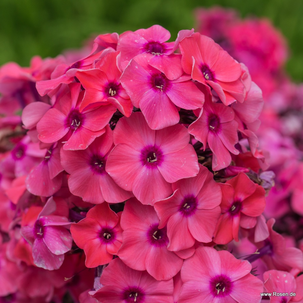 Flammenblume 'Sweet Summer Dream'