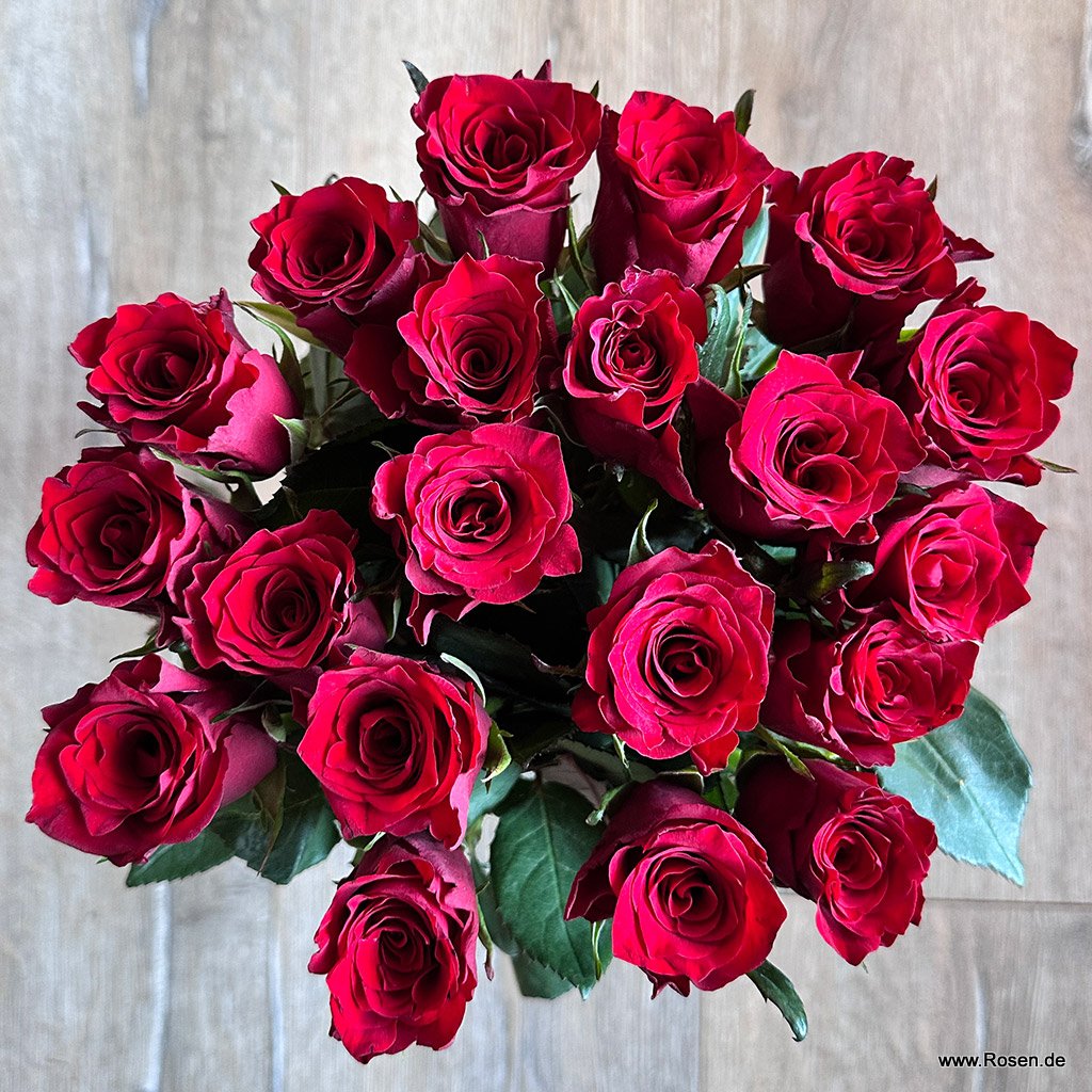 Schnittrosen - Infrared®