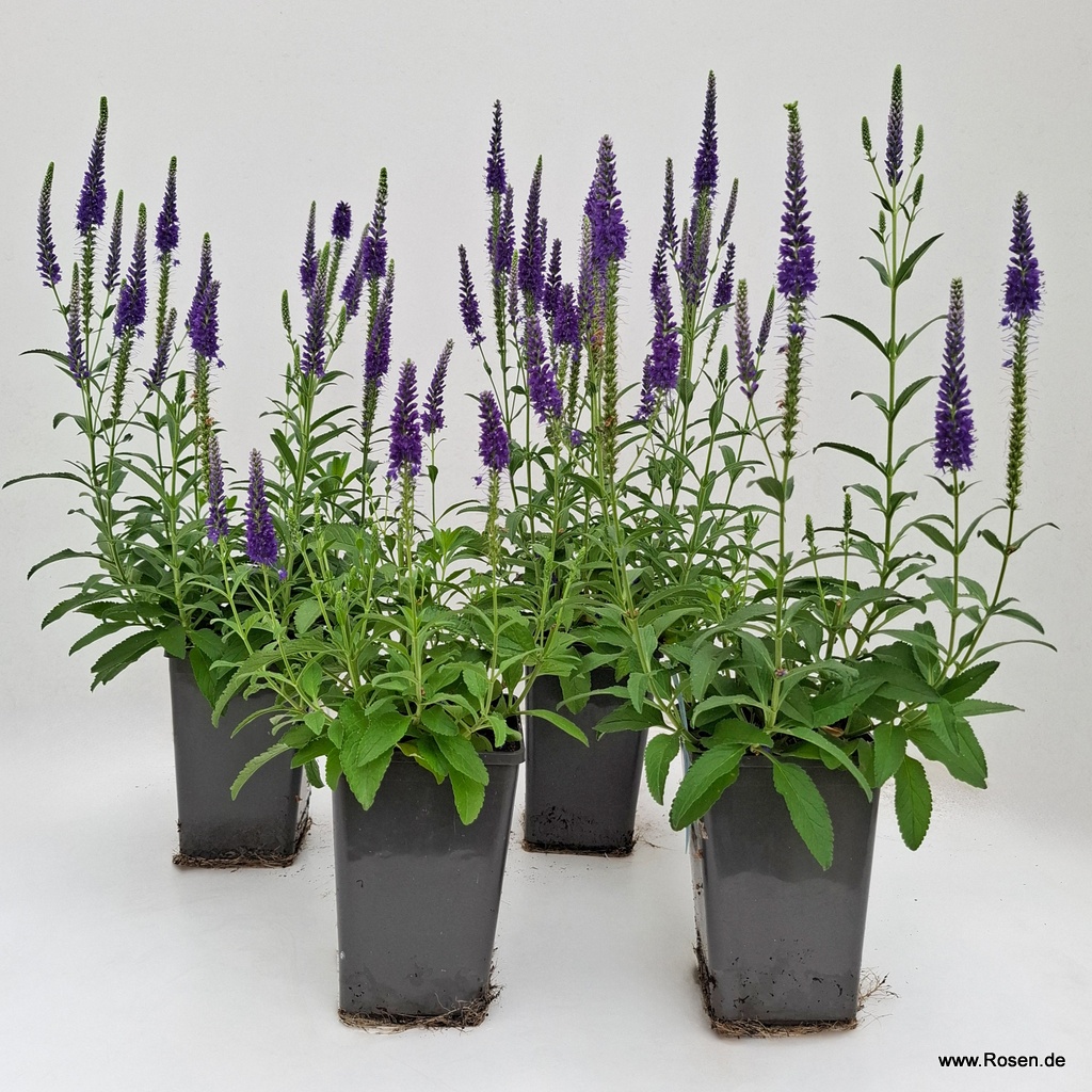 4er-Set Ehrenpreis 'Anniversary Blue'