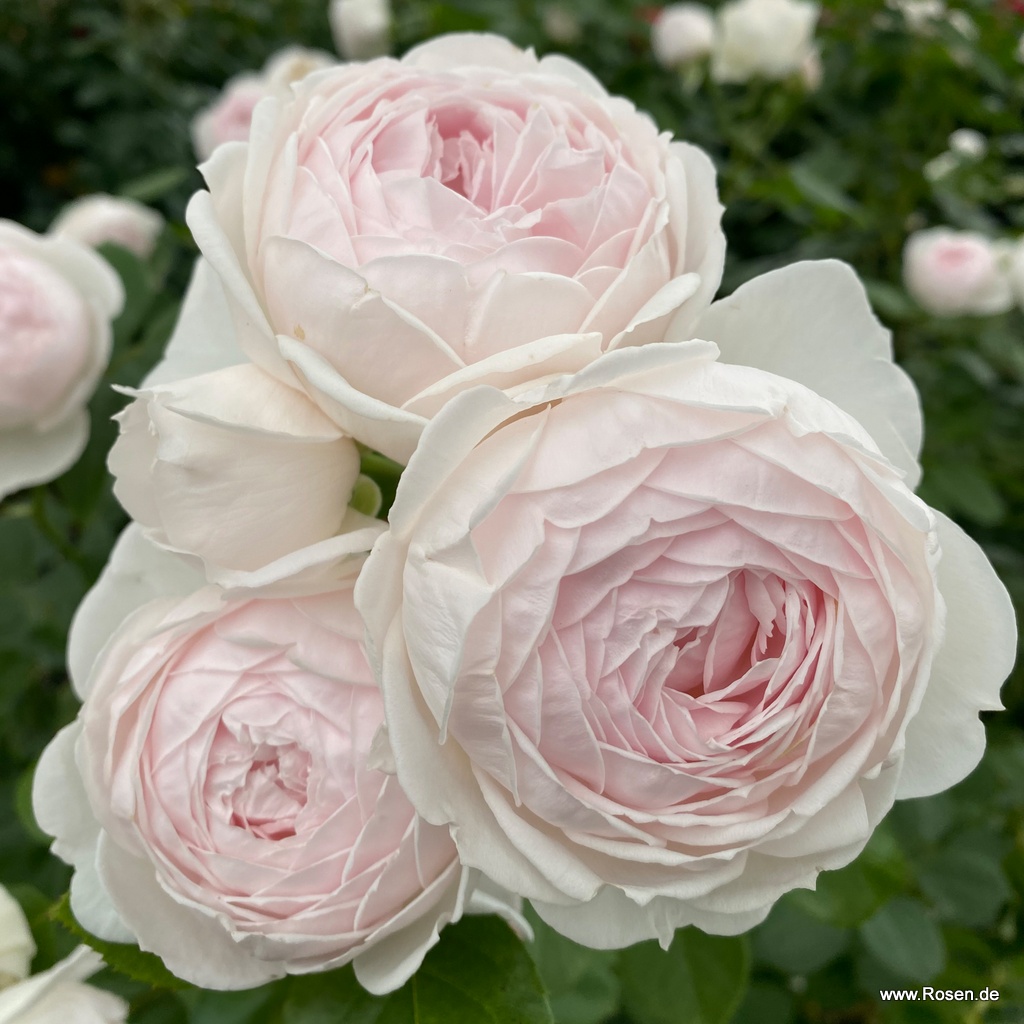 Artikelbild 14 des Artikels Herzogin Christiana® Herzogin Christiana® - La Belle Rouet