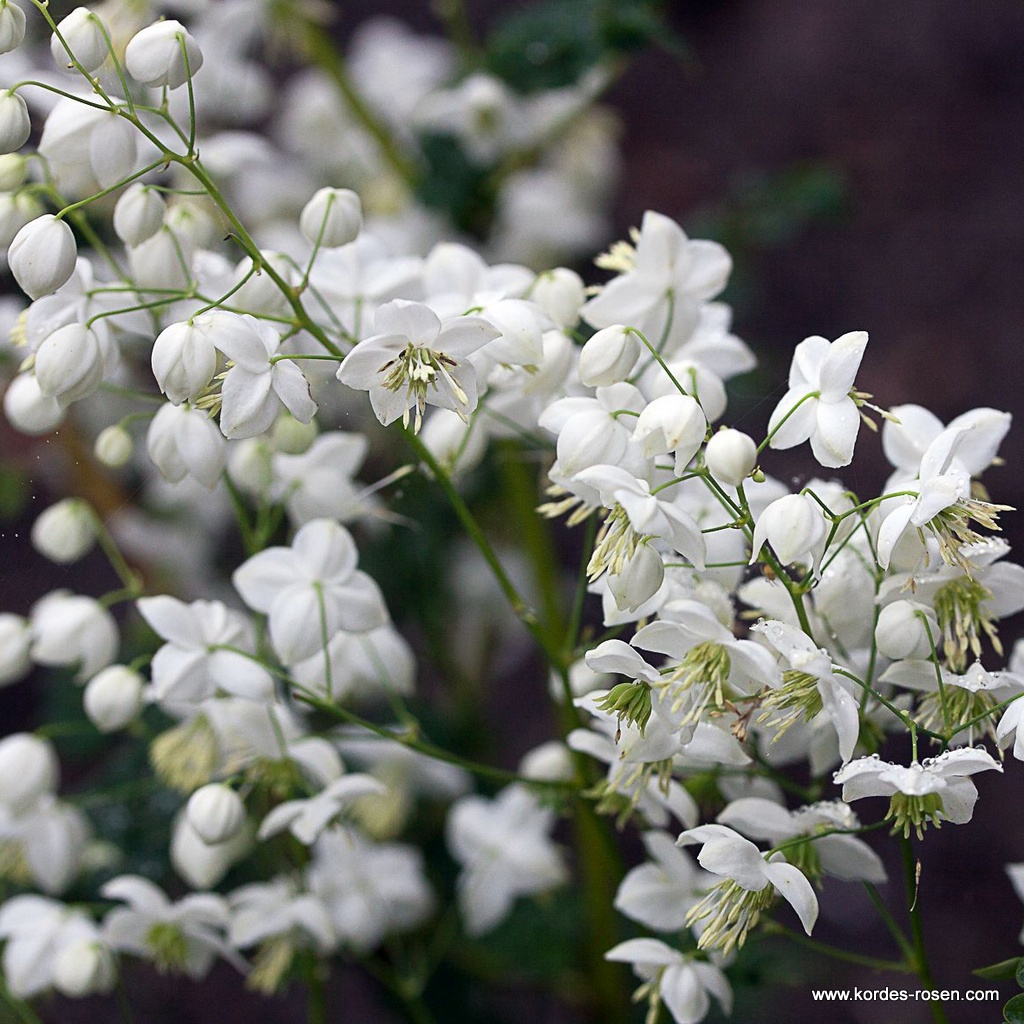 Wiesenraute 'Splendide White®'