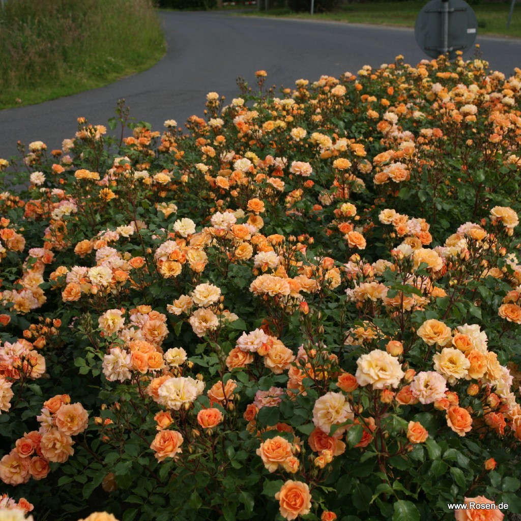 Artikelbild 4 des Artikels Bentheimer Gold®