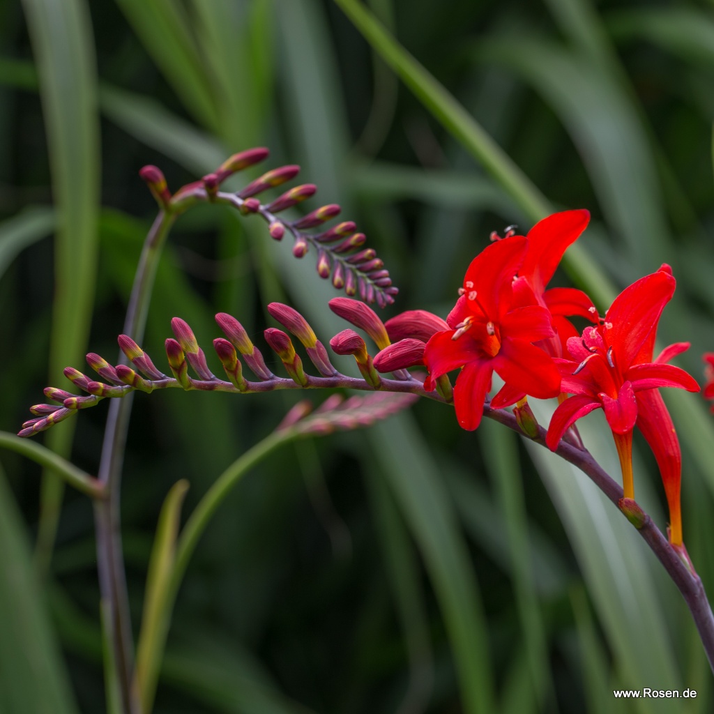 Garten-Montbretie 'Lucifer'