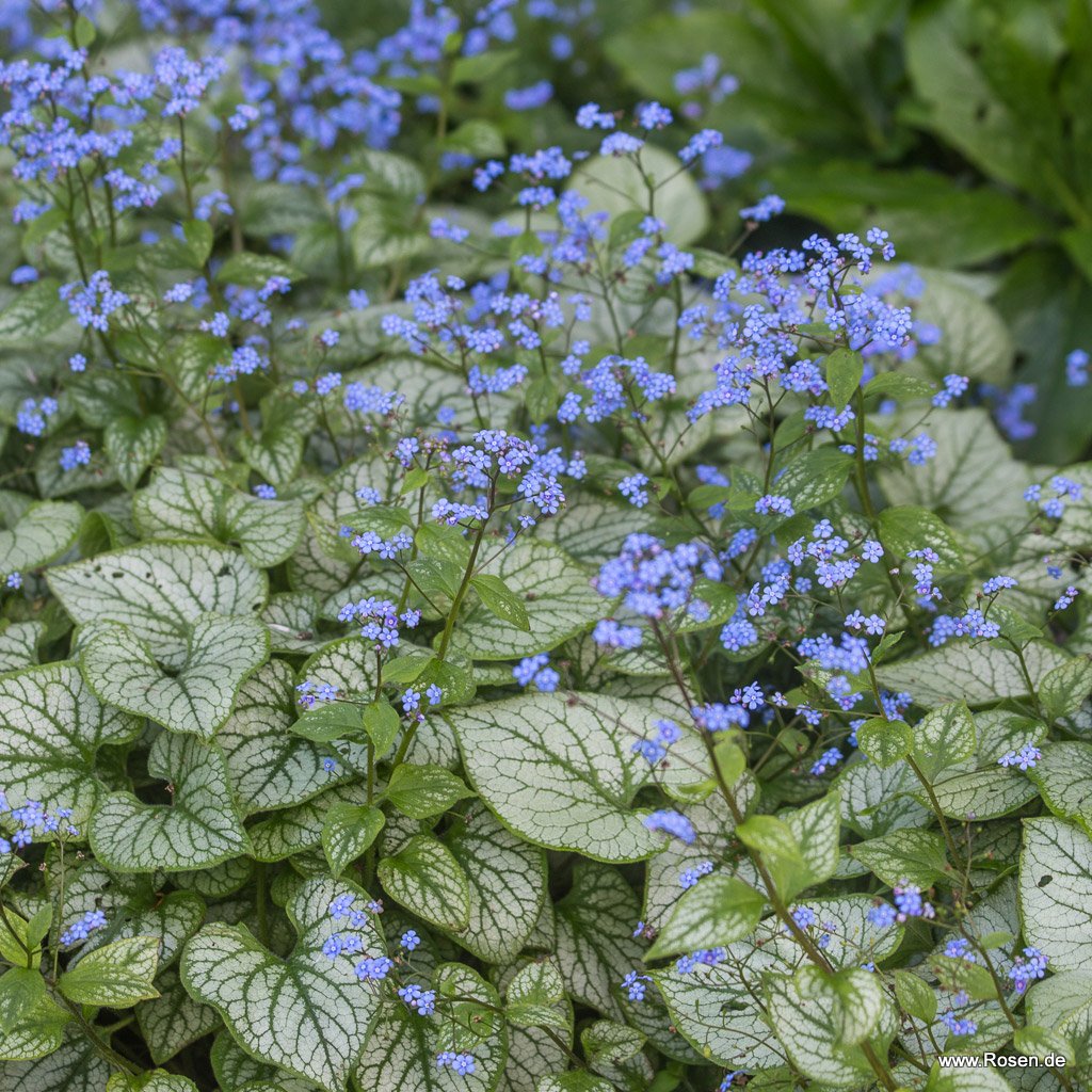 Kaukasus-Vergissmeinnicht 'Jack Frost'®