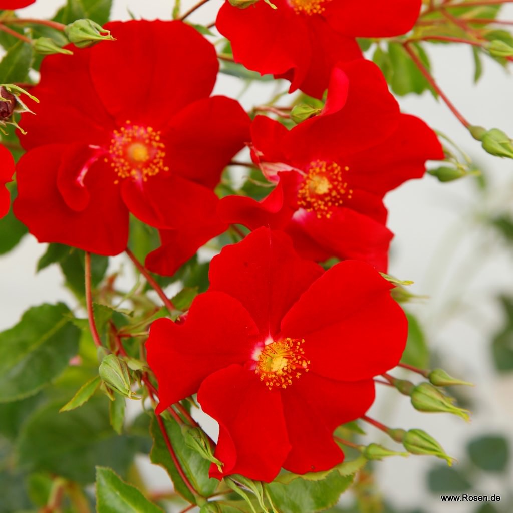 Artikelbild 5 des Artikels Alexander von Humboldt