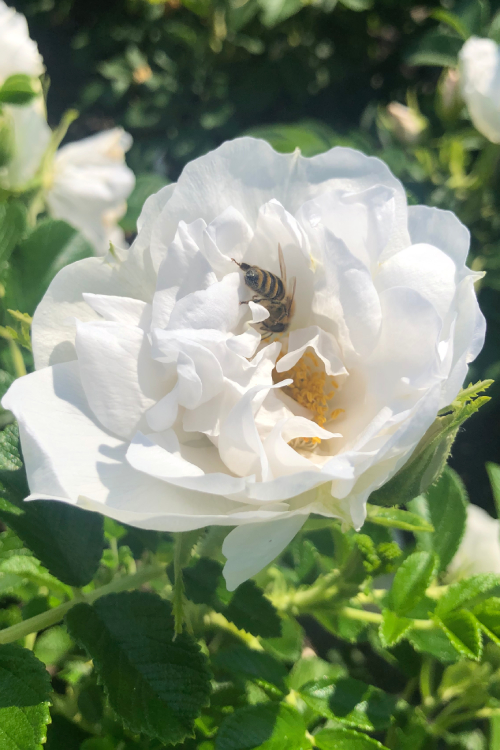 Kleinstrauchrose Frozen Roadrunner®