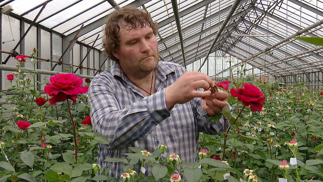 Kordes-ADR-Zuechtung