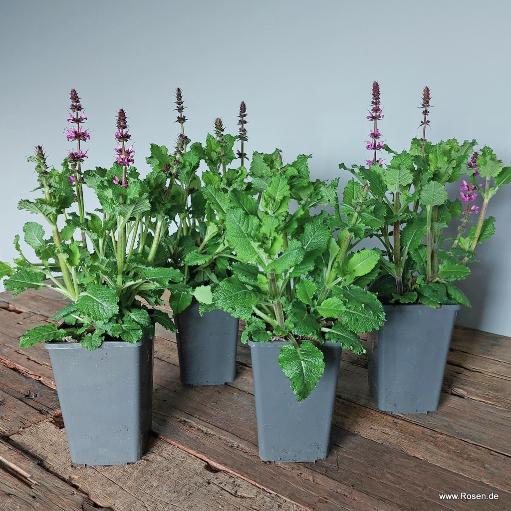 4er-Set Ziersalbei ‘Marvel Rose‘