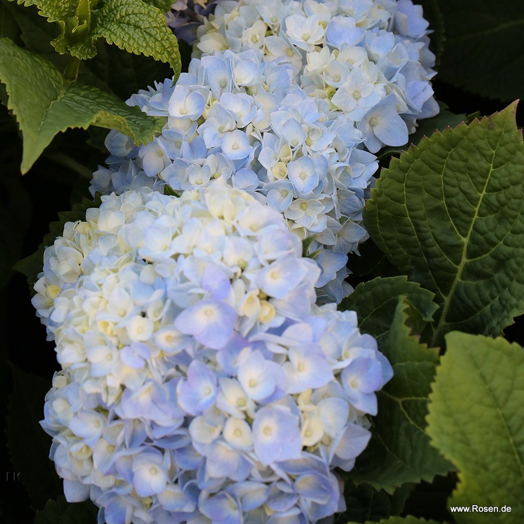 Bauernhortensie 'Endless Summer'® (blau)