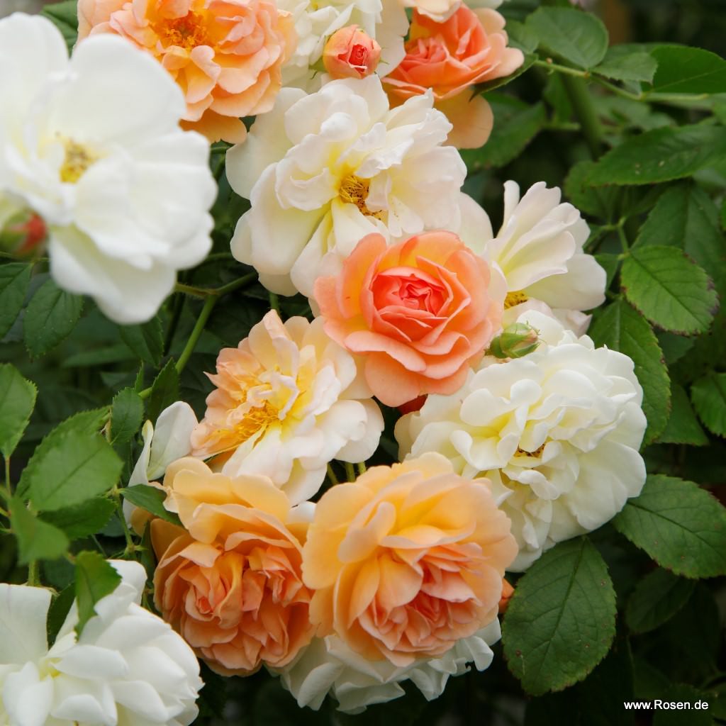 Artikelbild 2 des Artikels Ghislaine de Feligonde Ghislaine de Feligonde