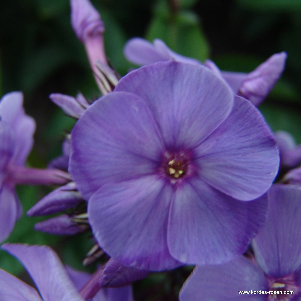 Flammenblume 'Blue Paradise'