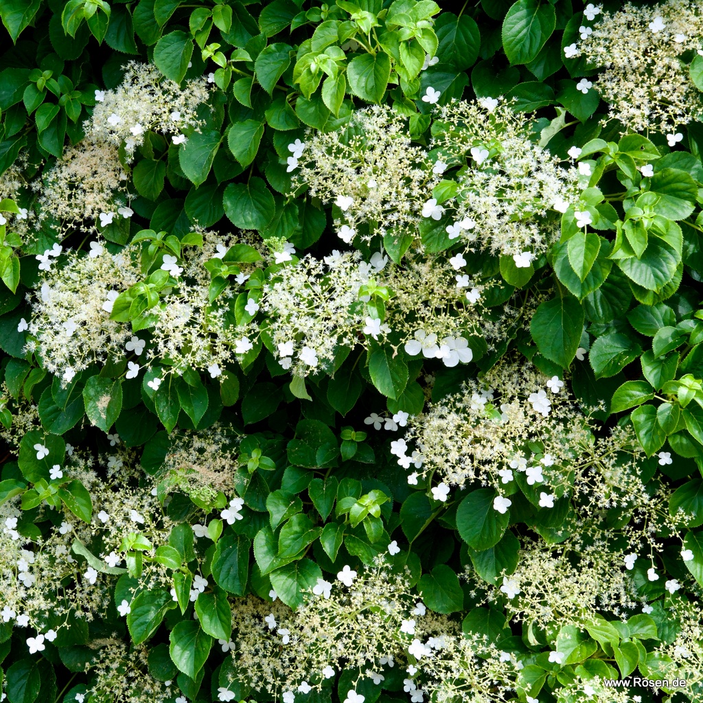Artikelbild 5 des Artikels Kletterhortensie Kletterhortensie