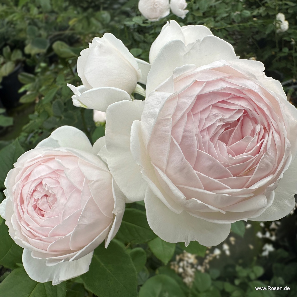 Artikelbild 4 des Artikels Herzogin Christiana® Herzogin Christiana® - La Belle Rouet