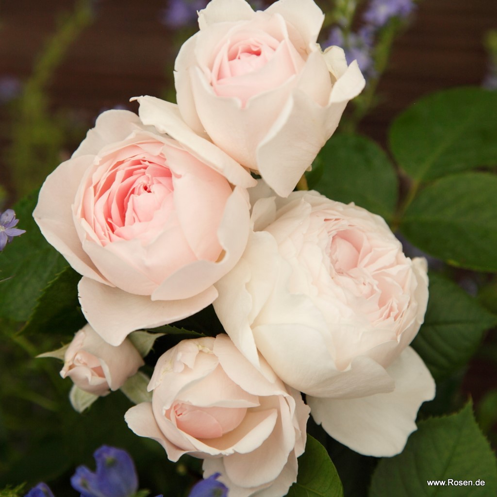 Artikelbild 9 des Artikels Herzogin Christiana® Herzogin Christiana® - La Belle Rouet