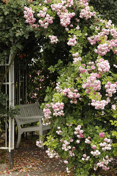 Impression einer ADR® Kletterrose