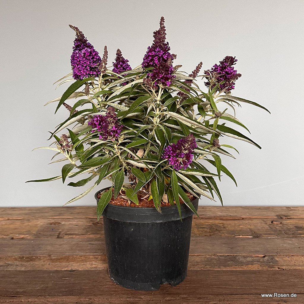 Artikelbild 2 des Artikels Sommerflieder 'Butterfly Candy® Little Purple' Sommerflieder 'Butterfly Candy® Little Purple'