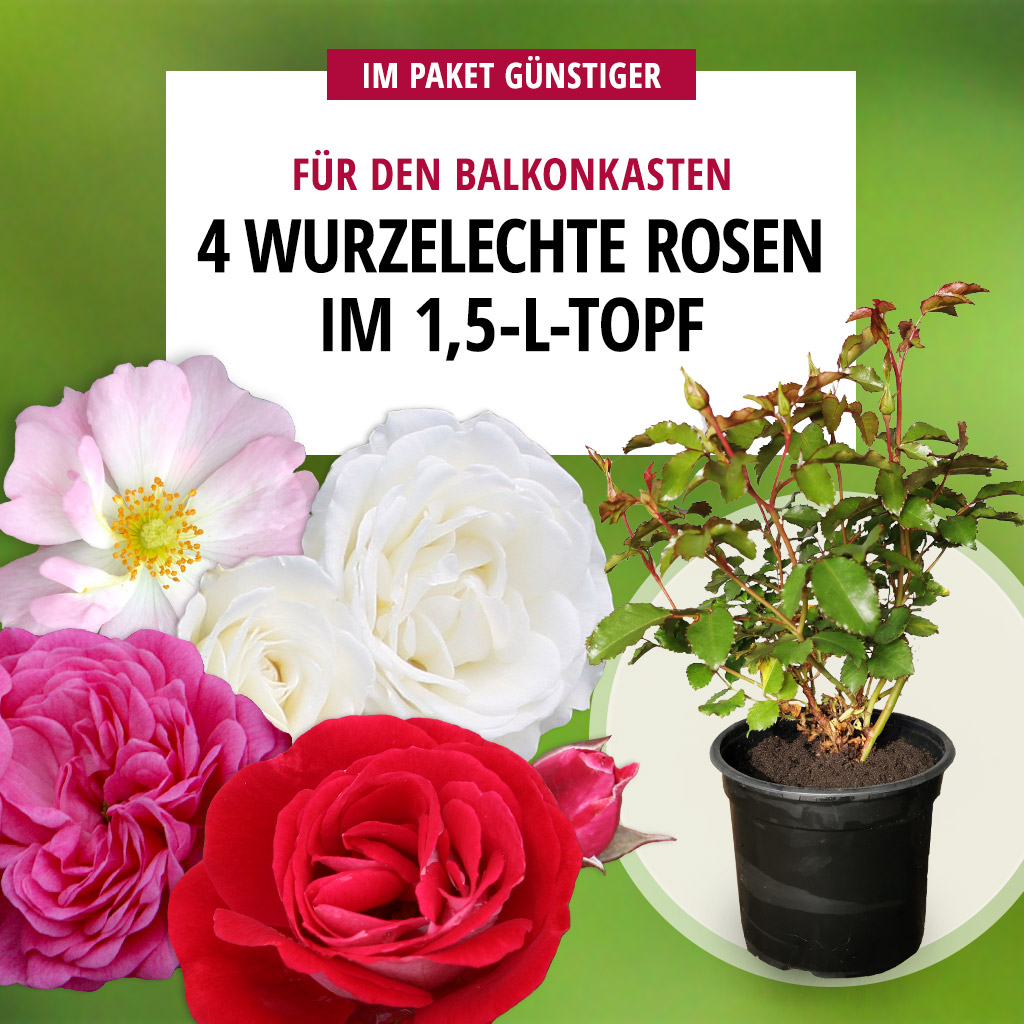 4er Paket wurzelechte Rosen im 1,5-L-Topf