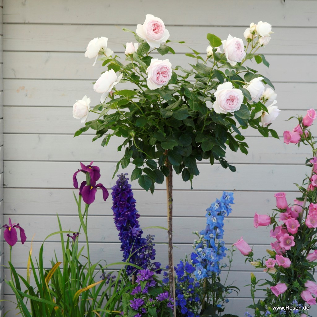 Artikelbild 6 des Artikels Herzogin Christiana® Herzogin Christiana® - La Belle Rouet