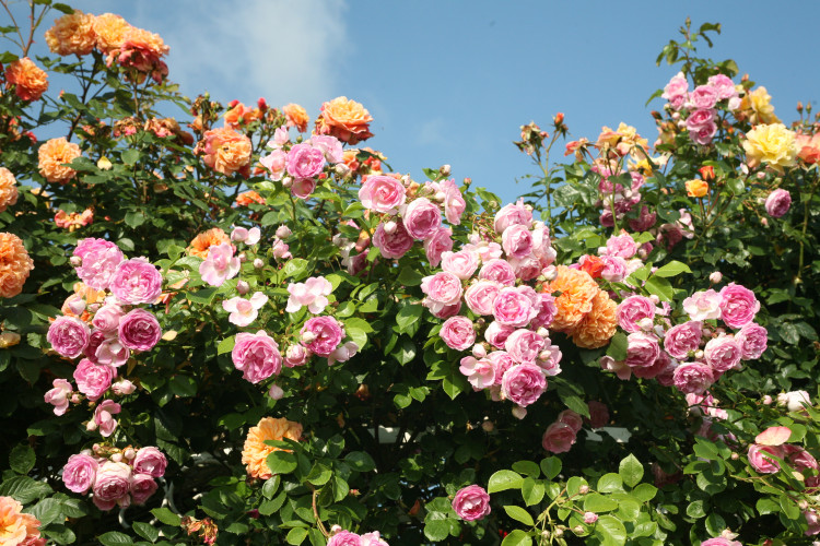 Klettermaxe® Rosen Kordes Rosen