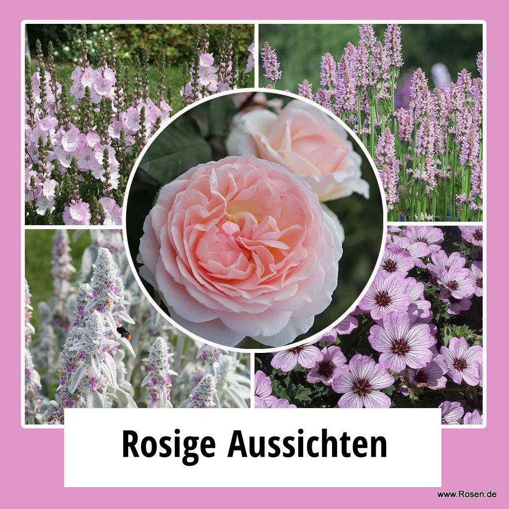 Farbpaket "Rosige Aussichten"