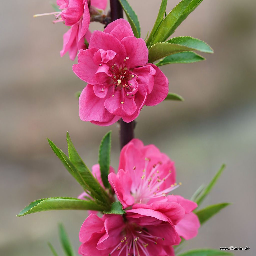 Zierpfirsich 'Melred'