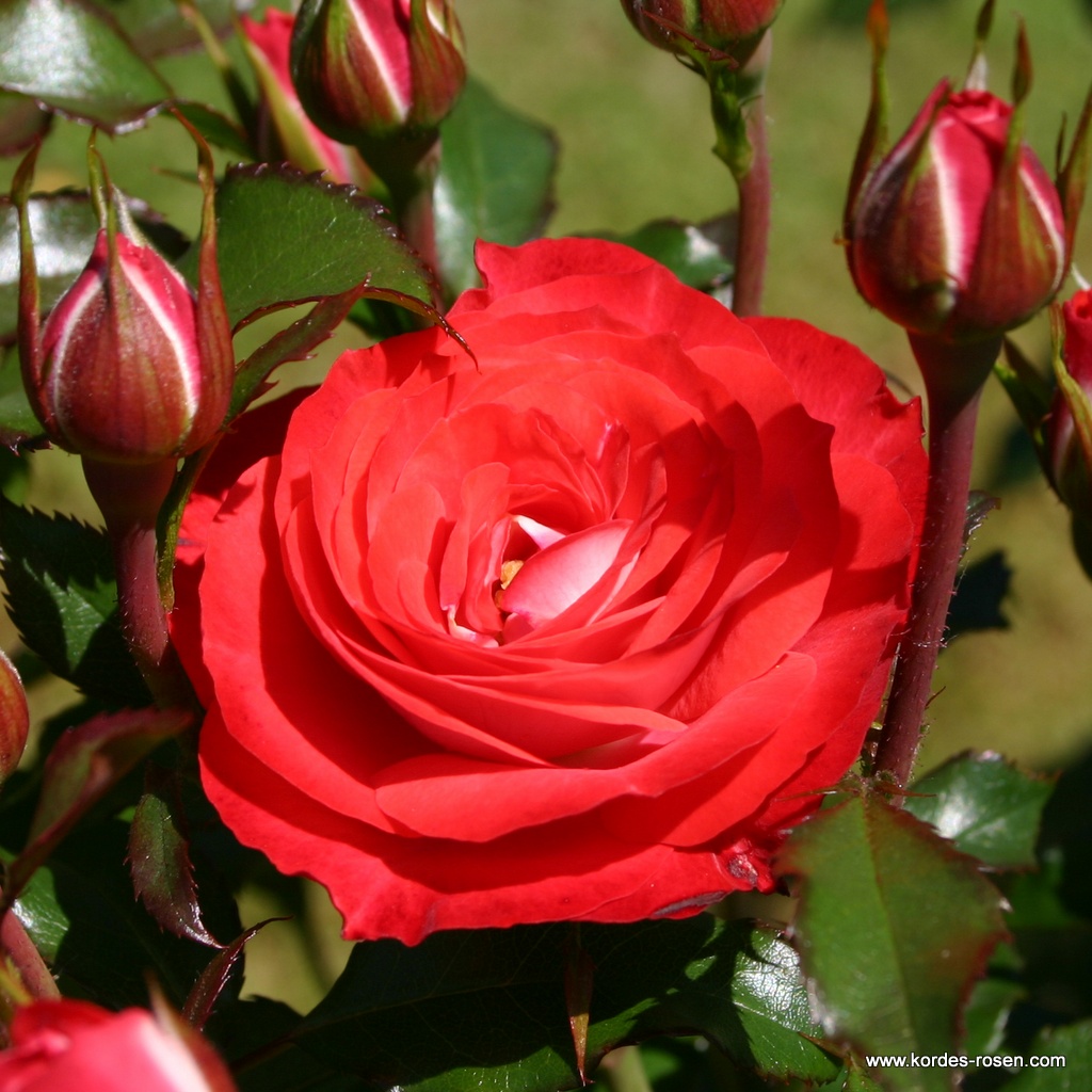 Artikelbild 1 des Artikels Planten un Blomen® Planten un Blomen®