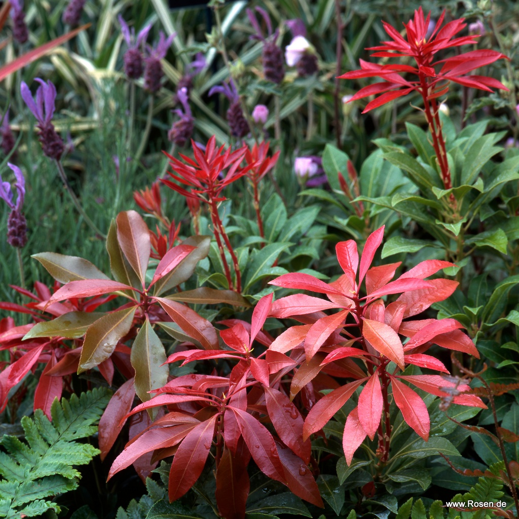 Artikelbild 1 des Artikels Schattenglöckchen 'Mountain Fire'  Schattenglöckchen 'Mountain Fire'