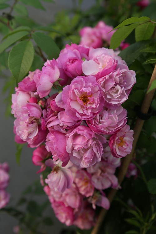 ADR® Roselax® Lavender Siluetta®