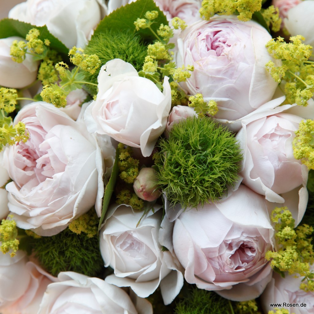 Artikelbild 7 des Artikels Herzogin Christiana® Herzogin Christiana® - La Belle Rouet