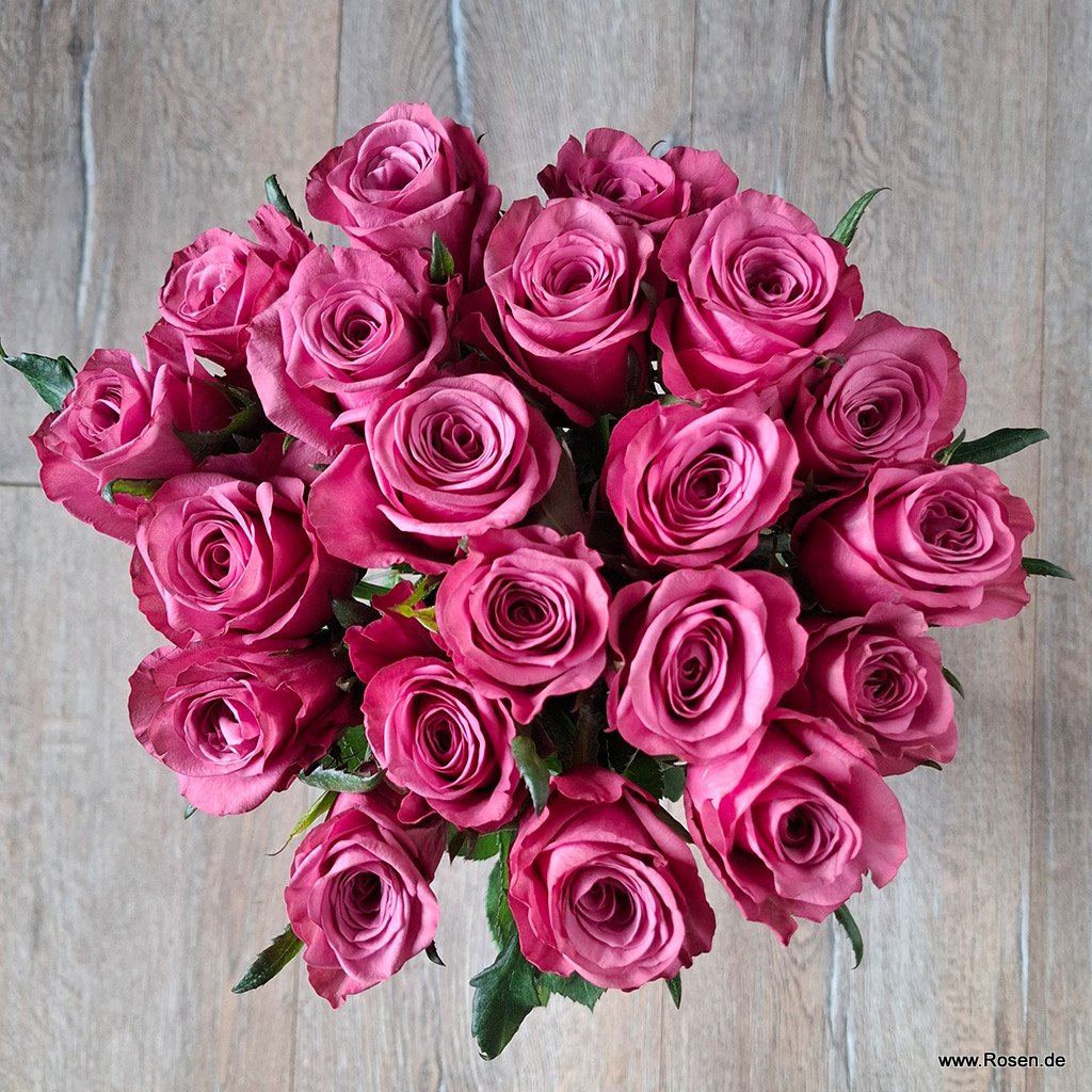 Schnittrosen - Dark Pink