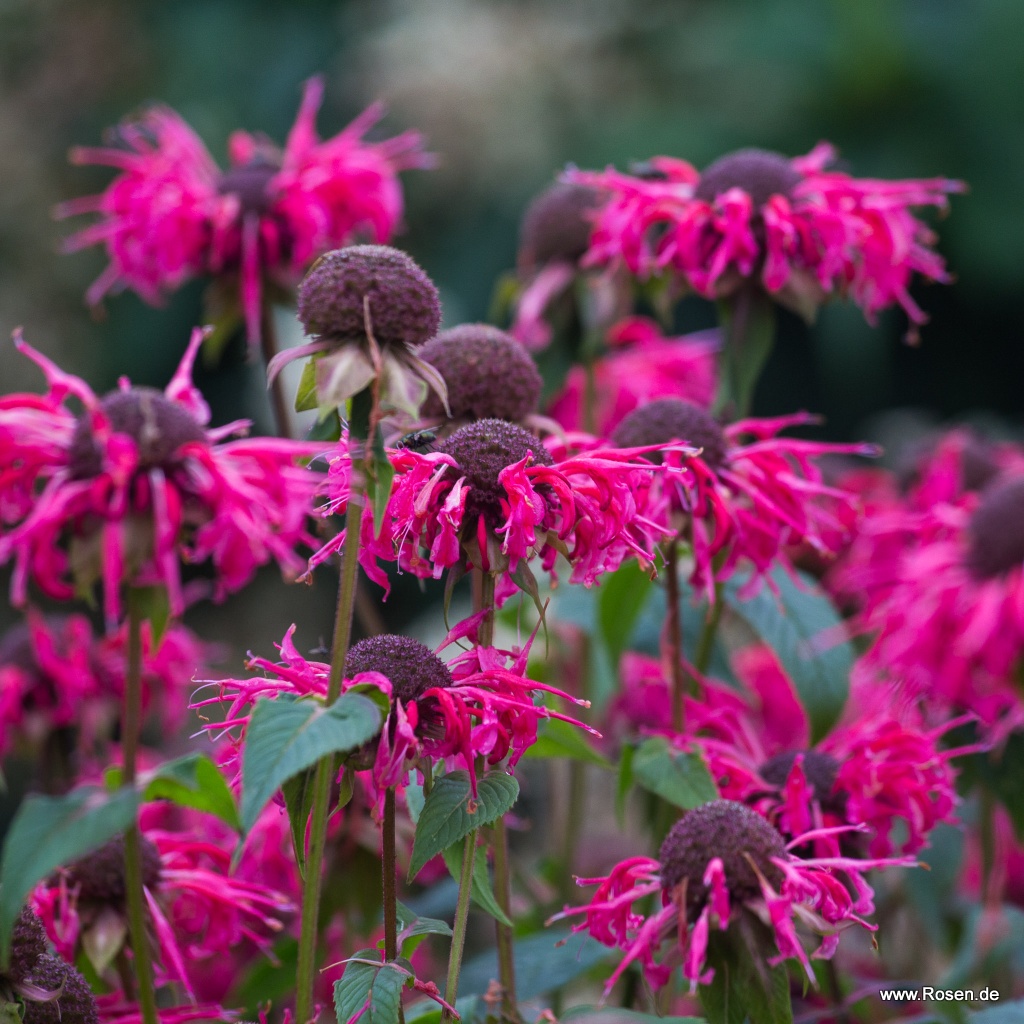 Indianernessel 'Balance'