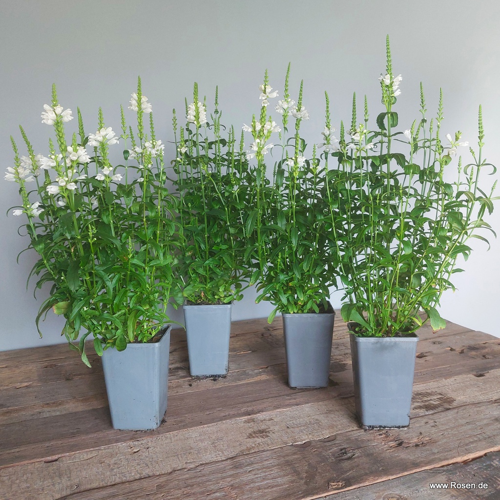 4er-Set Gelenkblume 'Crystal Peak White' 1,5L-Topf