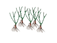 Lieferform: 5X-wnBund